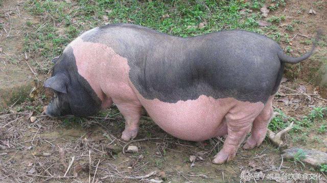 中国九大名猪，您知道几个？